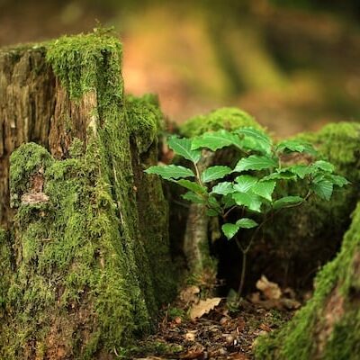Being Born Anew – Rebirth into Your True Self with Reiki