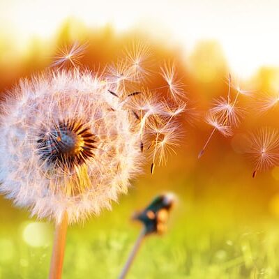 The Intention of Reiki in a Dandelion