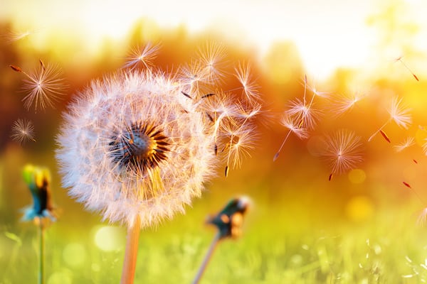 The Intention of Reiki in a Dandelion