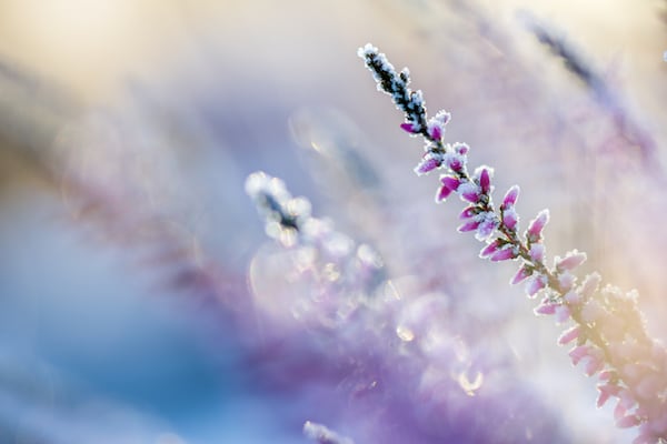 Spiritual Causes for Cold and How to Overcome Them with Reiki