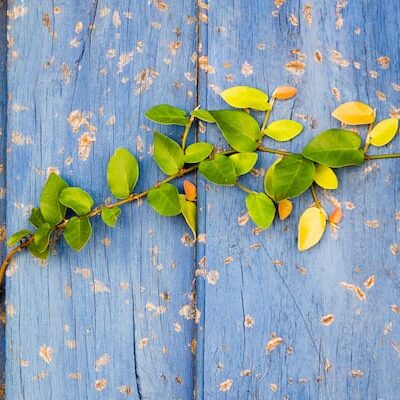 4 Ways to Cleanse & Clear Your Samskaras
