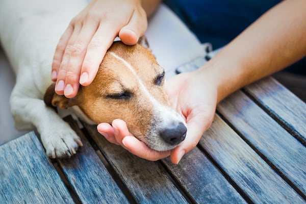 A Dog’s Healing Journey Through Reiki and Past Life Clearing