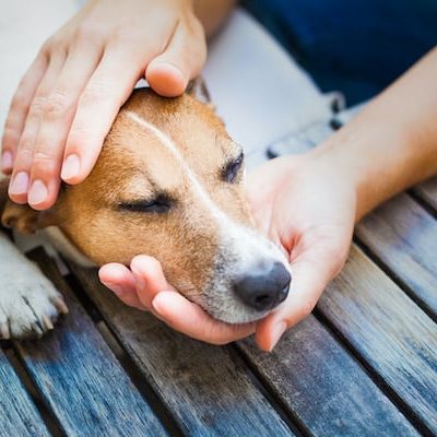 When Reiki Flows Between Two Hearts: Supporting Animals and Their Guardians in Illness and Transition