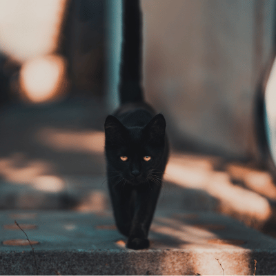 Do Superstitions Matter? Or Is It Mind Over Matter?