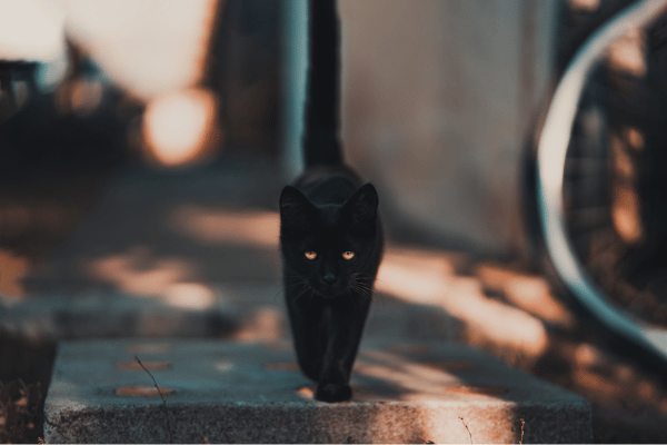Do Superstitions Matter? Or Is It Mind Over Matter?