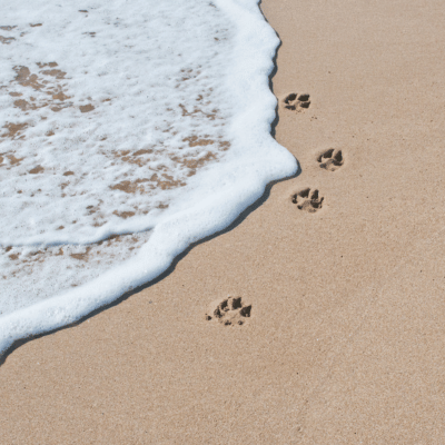 Reiki After Goodbye: Supporting Grief and Honoring Animal Souls